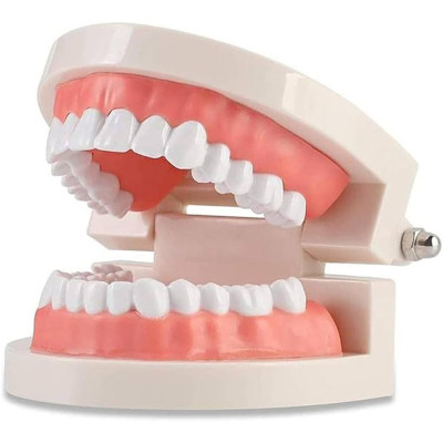 Tooth Gem Practice Model – Professional Training Display