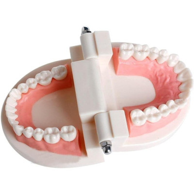 Zahnmodell für Zahnschmuck - übung und Display