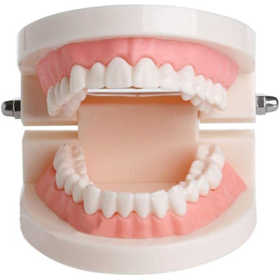 Tooth Gem Practice Model – Training Display Base