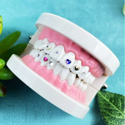 Tooth Gem Practice Model – Training Display Base