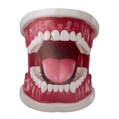Witgouden tooth gem Slit 5.75 / 8 mm – slanke vorm