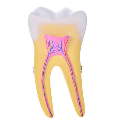 Kies anatomisch model 2-delig – educatief tandmodel