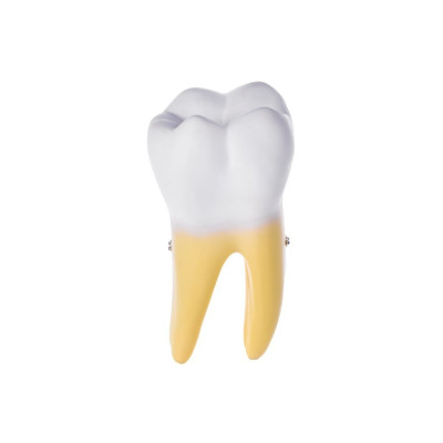 Two-Piece Molar Model – Dental Anatomy Study Model