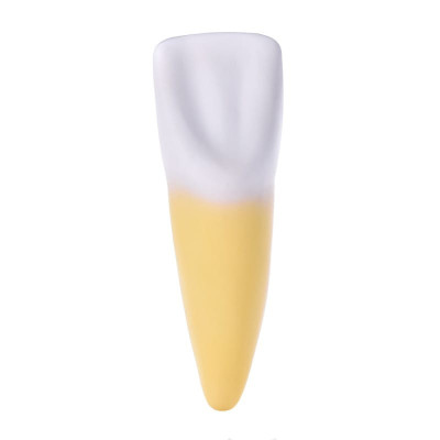 Incisor Anatomy Model – Educational Tooth Demonstration Model