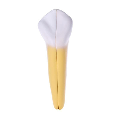 Two-Piece Canine Model – Dental Anatomy Study Model