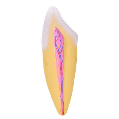 Two-Piece Canine Model – Dental Anatomy Study Model
